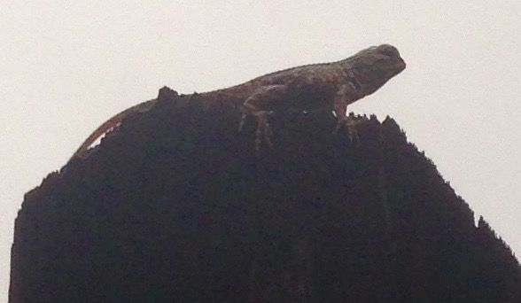 Lizard